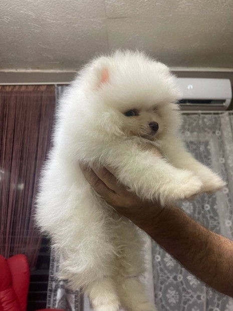 Pomeranian trpe spitz Kennelbl