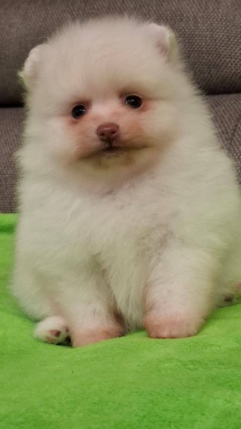 Pomi pomerniai trpespitz / pomeranian