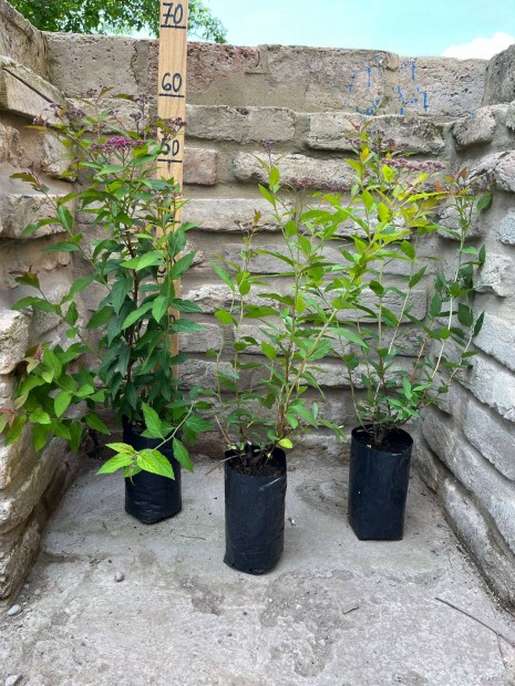 Pomps gyngyvessz 'Anthony Waterer' - Spiraea Japonica