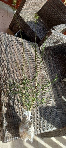 Poncius trifoliata, vadcitrom 7 ves nvnyek 
