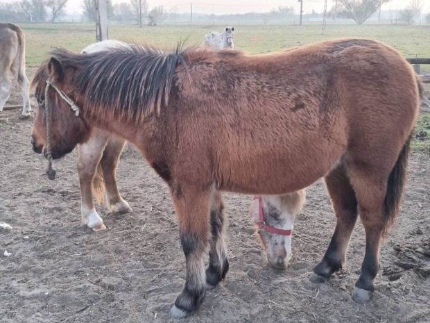 Pni kanca 10 hnapos csik Akcis csak ma