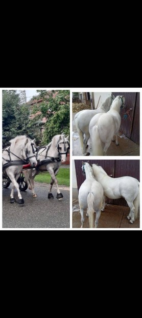 P�nik p�rban elad�ak!