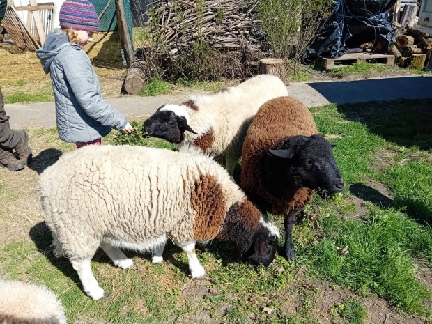 Pnil csere, vagy dorper kosok eladak