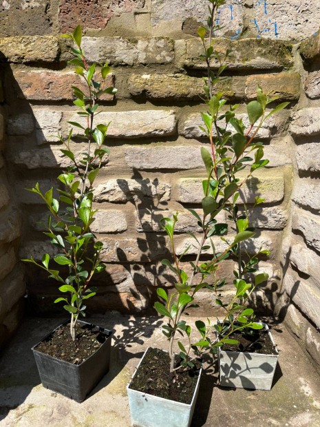 Populus simonii 'Fastigiata' Oszlopos knai nyr