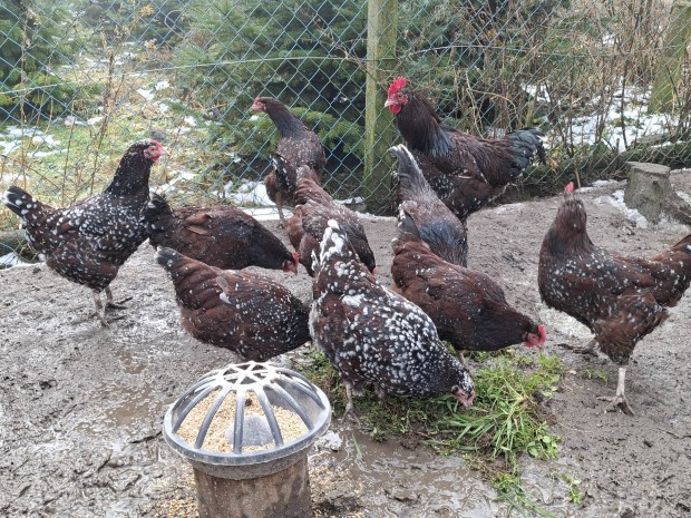 Porcel�n Sussex toj�s !