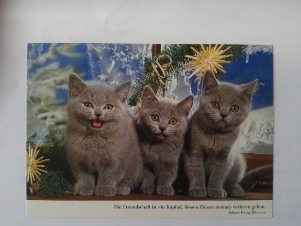 Postatiszta cica,macska képeslap gyűjtemény olcsón eladó
