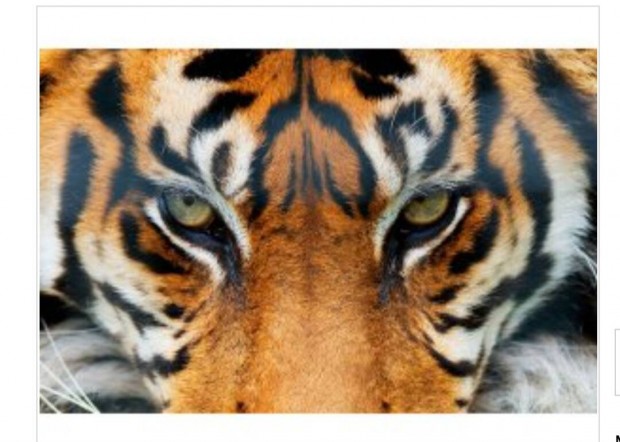 Poszter tapta tigris 175x115 cm