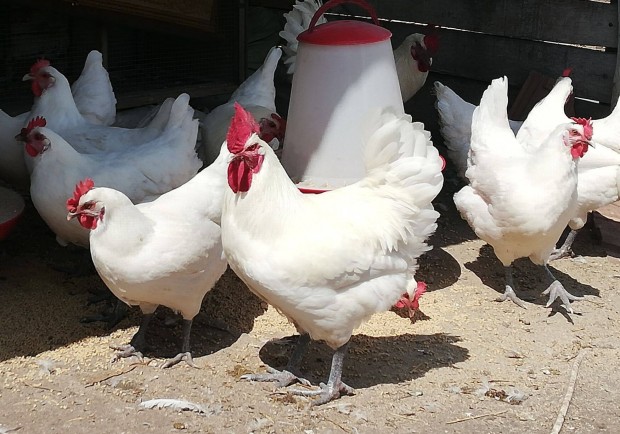 Poulet De Bresse Tenysztojs Elad!