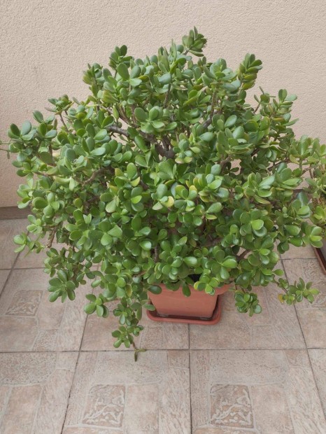 Pozsgafa ,majomkenyérfa 60 cm magas