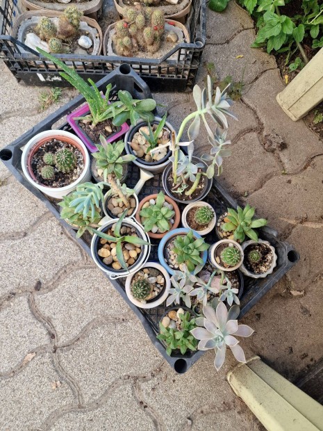 Pozsgs, kaktusz, szemlcsliliom, gmbkaktusz, agav