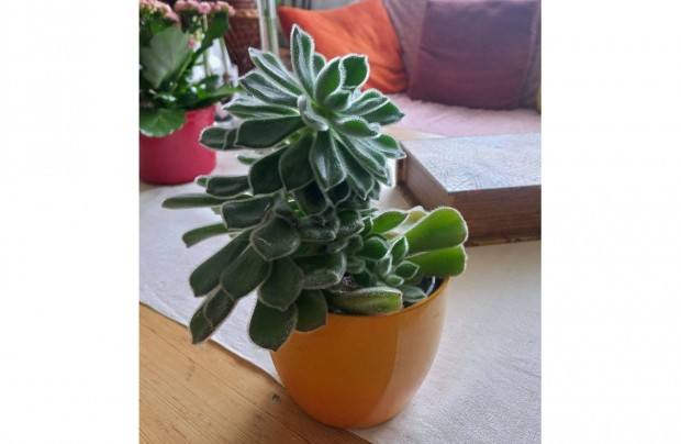 Pozsg�s n�v�ny 10 cm-es cser�pben