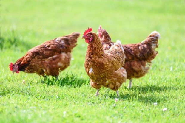 Prmium elnevelt csirke az orszg egyik legrgebbi magntenyszettl
