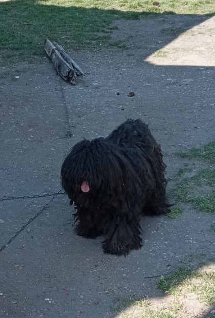 Puli jelleg kutyk ingyen