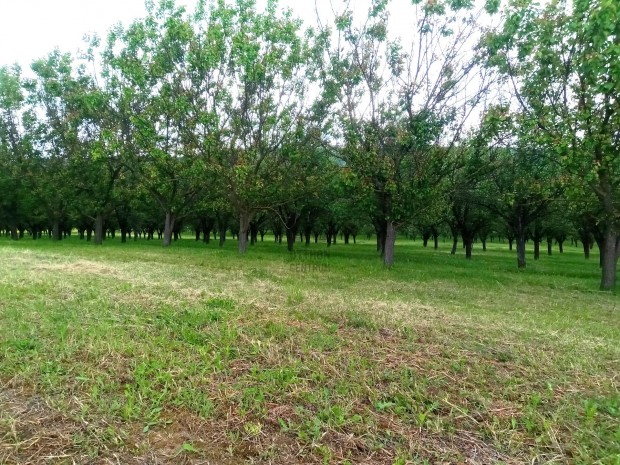 P�sp�khatvan csodakertje!!