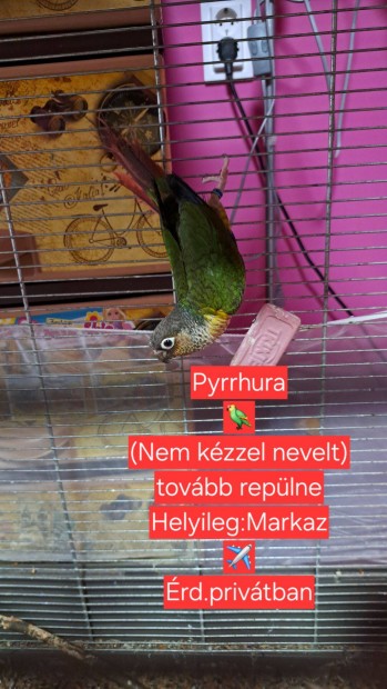 Pyrrhura papagj