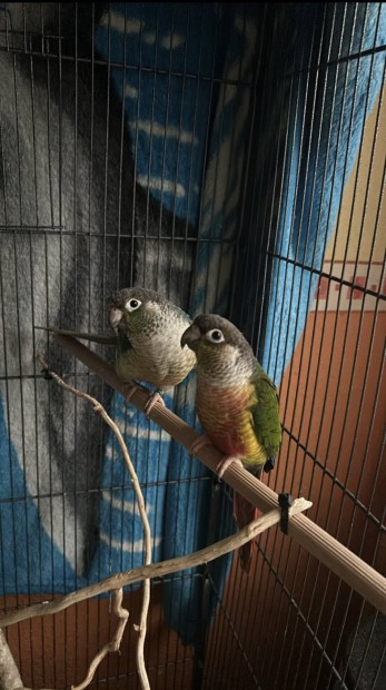 Pyrrhura papagj kltpr