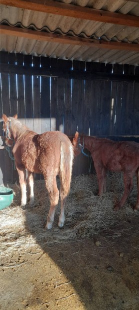 Quarter horse csdr csikk elad(Csere)!