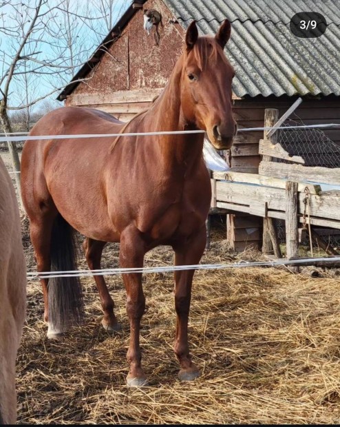 Quarter horse kanca