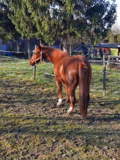 Quarter horse kanca