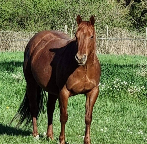 Quarter horse lovak