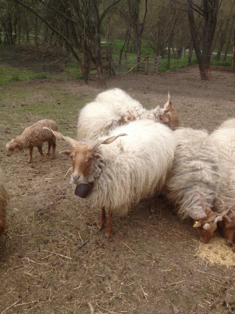 Racka Brny Juh r Birka