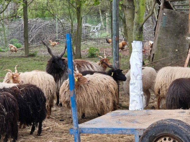 Racka, jug barany birka kos