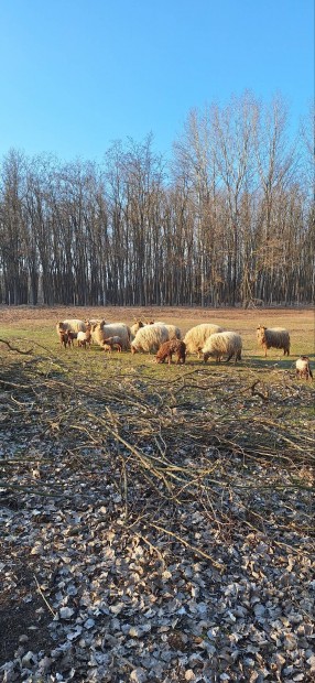 Racka anyajuhok fiatal brnyaikkal