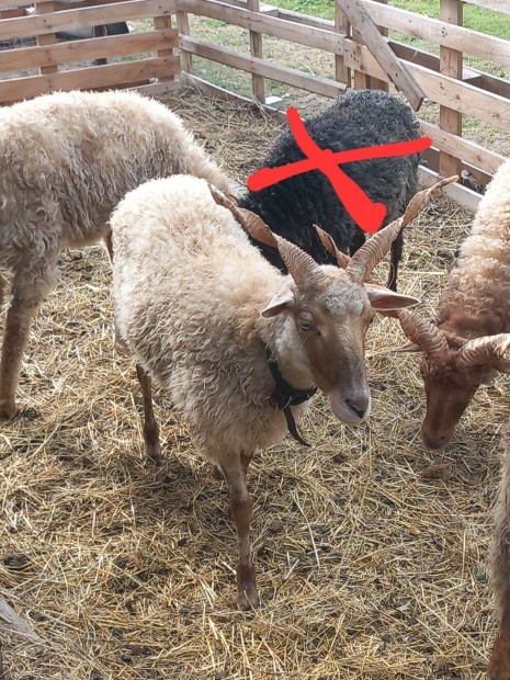 Racka anyk-kos