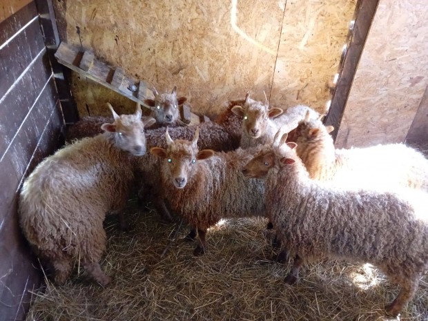 Racka brny