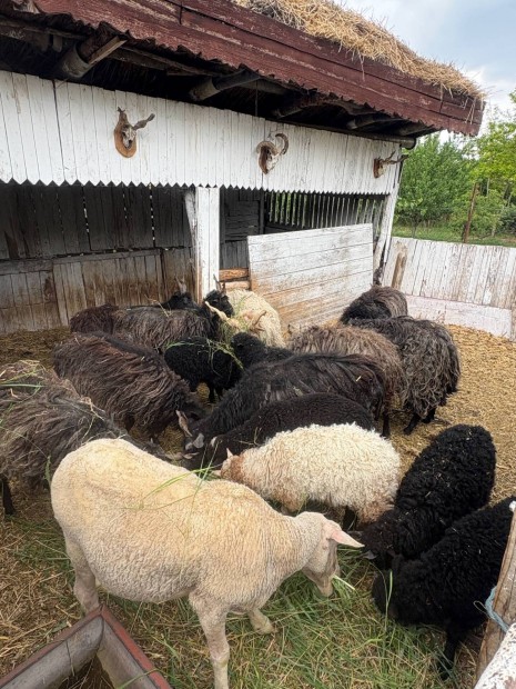 Racka brnyok
