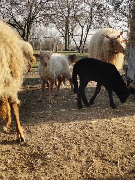 Racka brnyok keresik j otthonukat