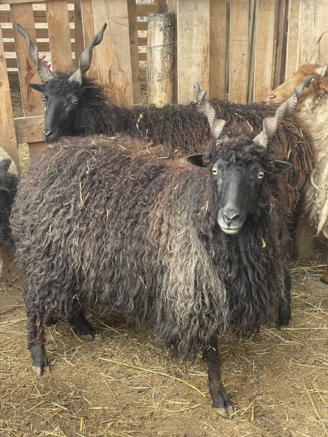 Racka birka csalad