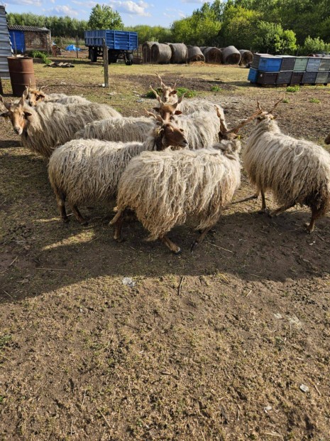 Racka birka elad