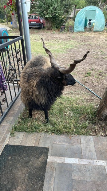 Racka birka kos elad. Vagy cserlhet. Tra vagy kacsara.