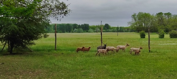 Racka jerke brnyok