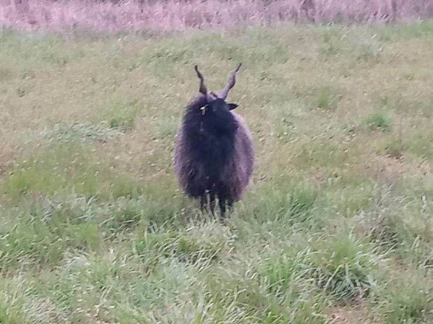 Racka jerke kltzne