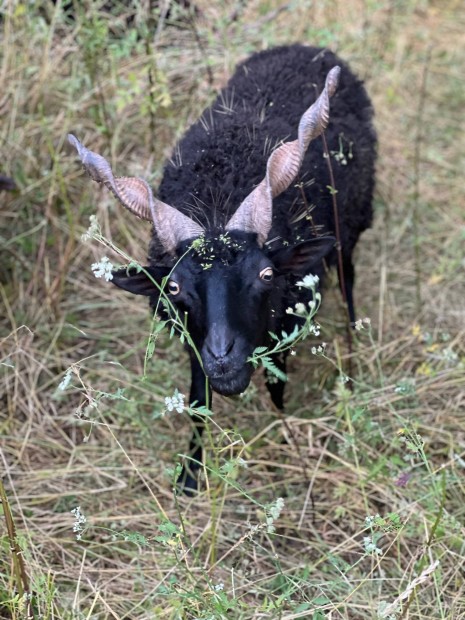 Racka juh - juhok - bárány - kos - anya - birka