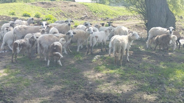 Racka juh birka