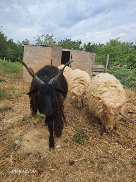 Racka juh elad Vrtestolna