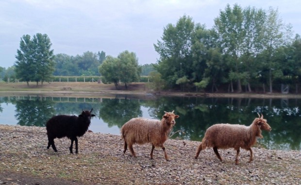 Racka juh elad, kos, anya, jerke, brny