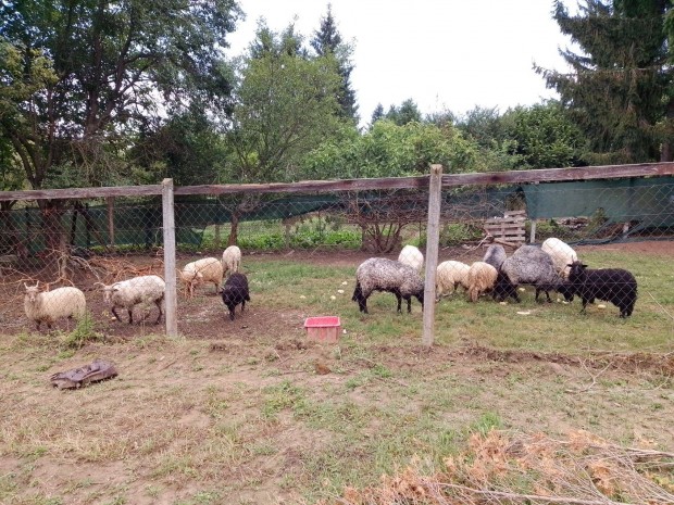 Racka juhok !