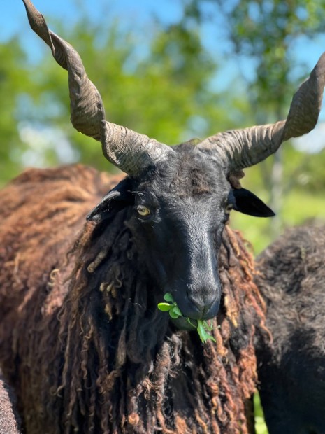 Racka juhok - kos - jerke - anya - juh - bárány - birka