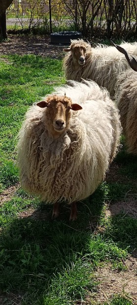Racka juhok eladak.Mshol legelnnek tovbb.