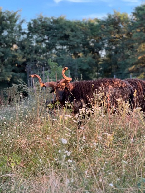 Racka kosok - juhok - brnyok - juh - kos - jerke - brny