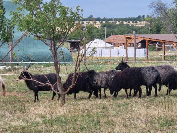 Racka nyj, juh, birka