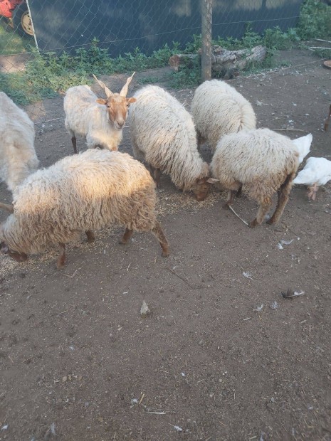 Rackabrnyok eladk