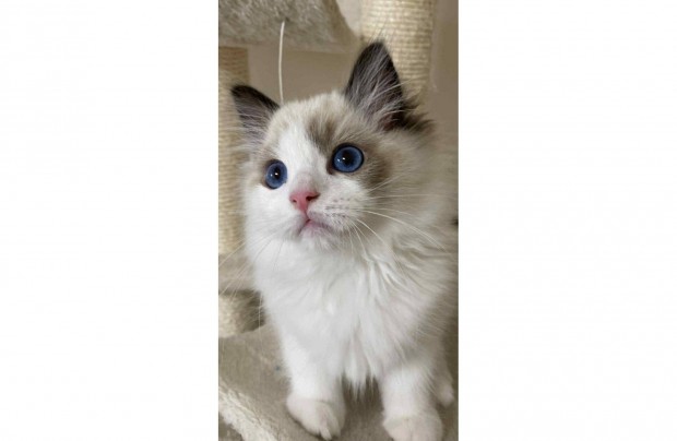Ragdoll Cica