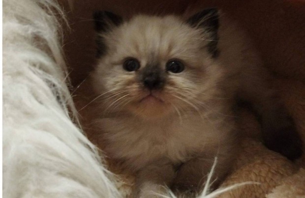 Ragdoll, rongybaba cica