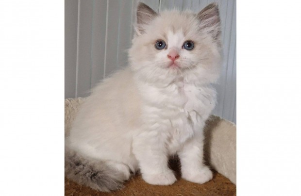 Ragdoll blue bicolor kislny