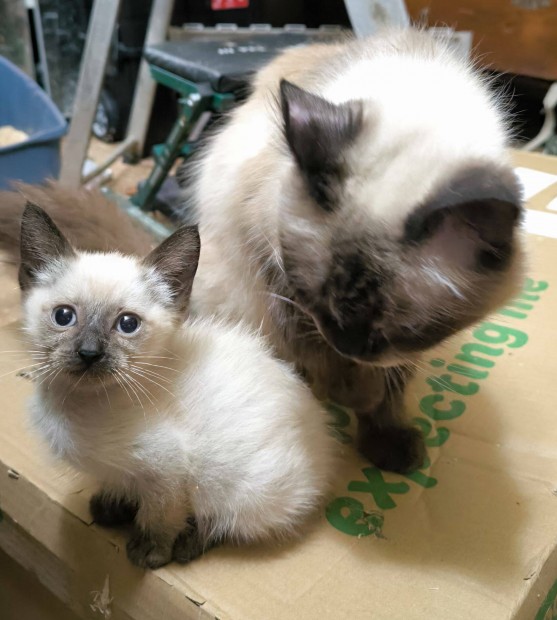 Ragdoll kand�r fajtatiszta jelleg�